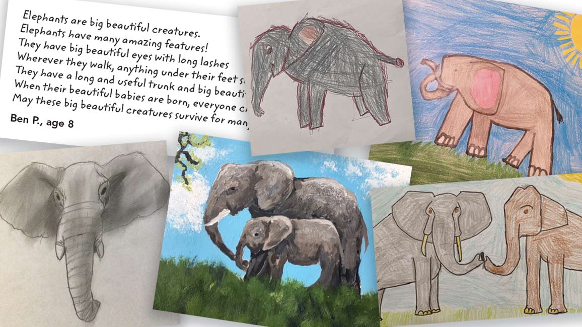 Sample selection of Elephants Zooworks print winners.