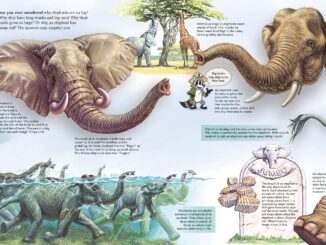 Fun information about what makes elephants special.