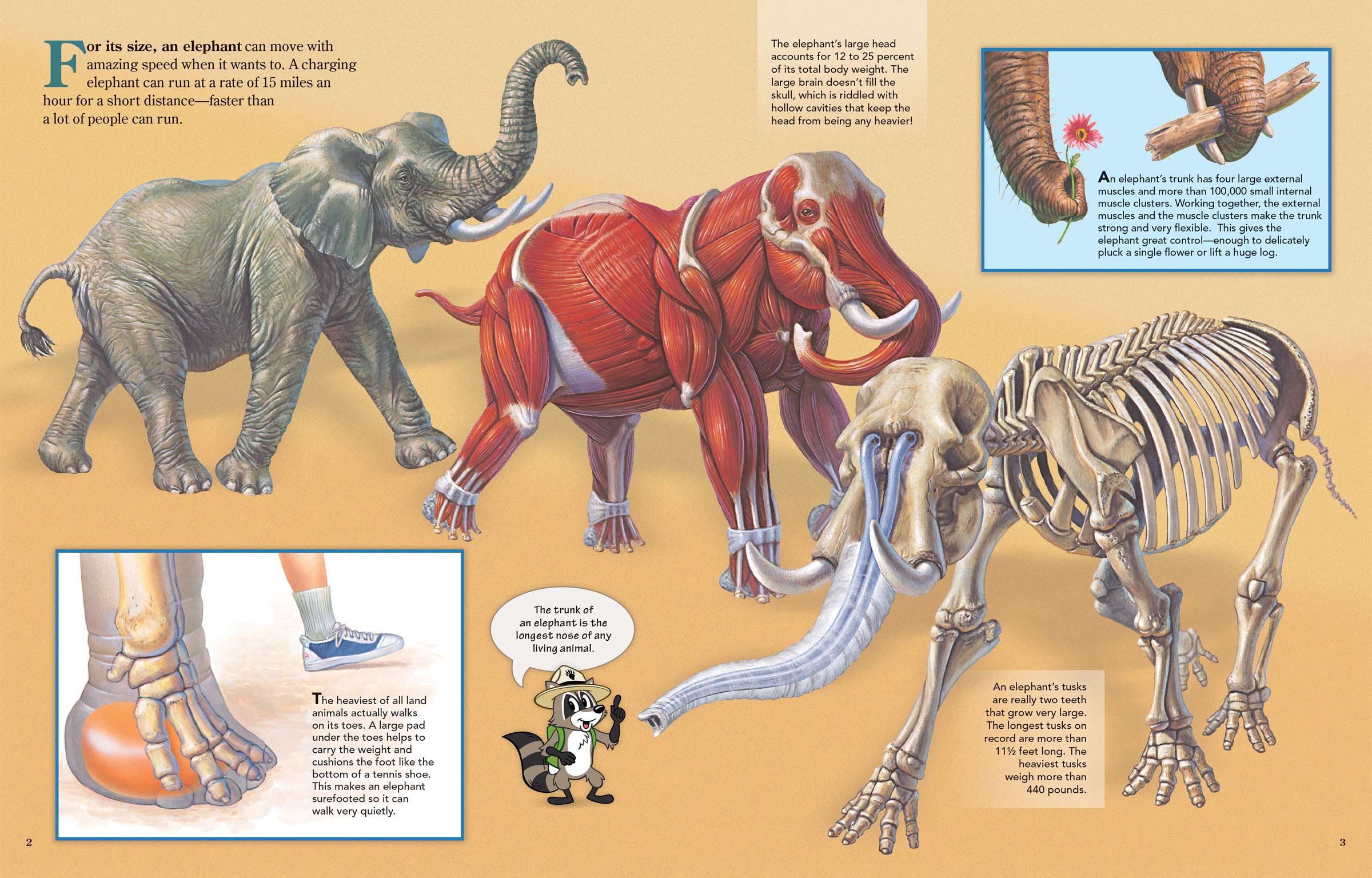 Elephant anatomy, showing muscles and bones.