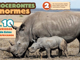 Rhinos - Spanish Story Feb 2023 RR JR