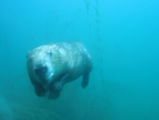swimming beaver underwater