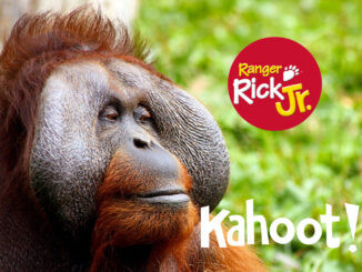 orangutan kahoot