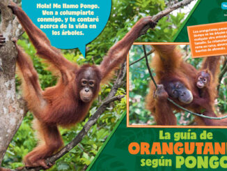 Orangutans Spanish Story