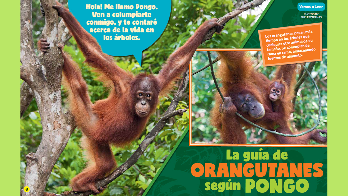 Orangutans Spanish Story