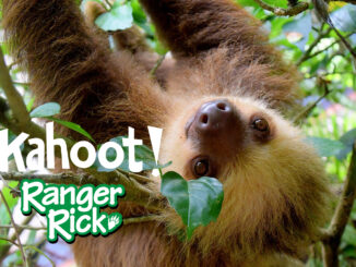 Kahoot Quiz Sloths
