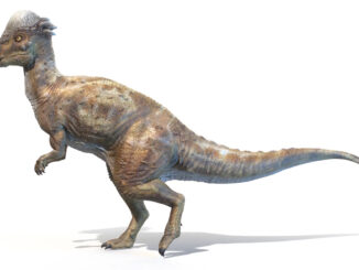 Pachycephalosaur walking