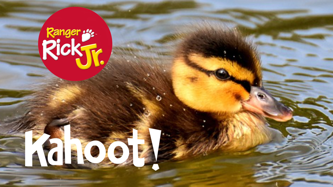 Kahoot Wild Animal Babies NWF Ranger Rick