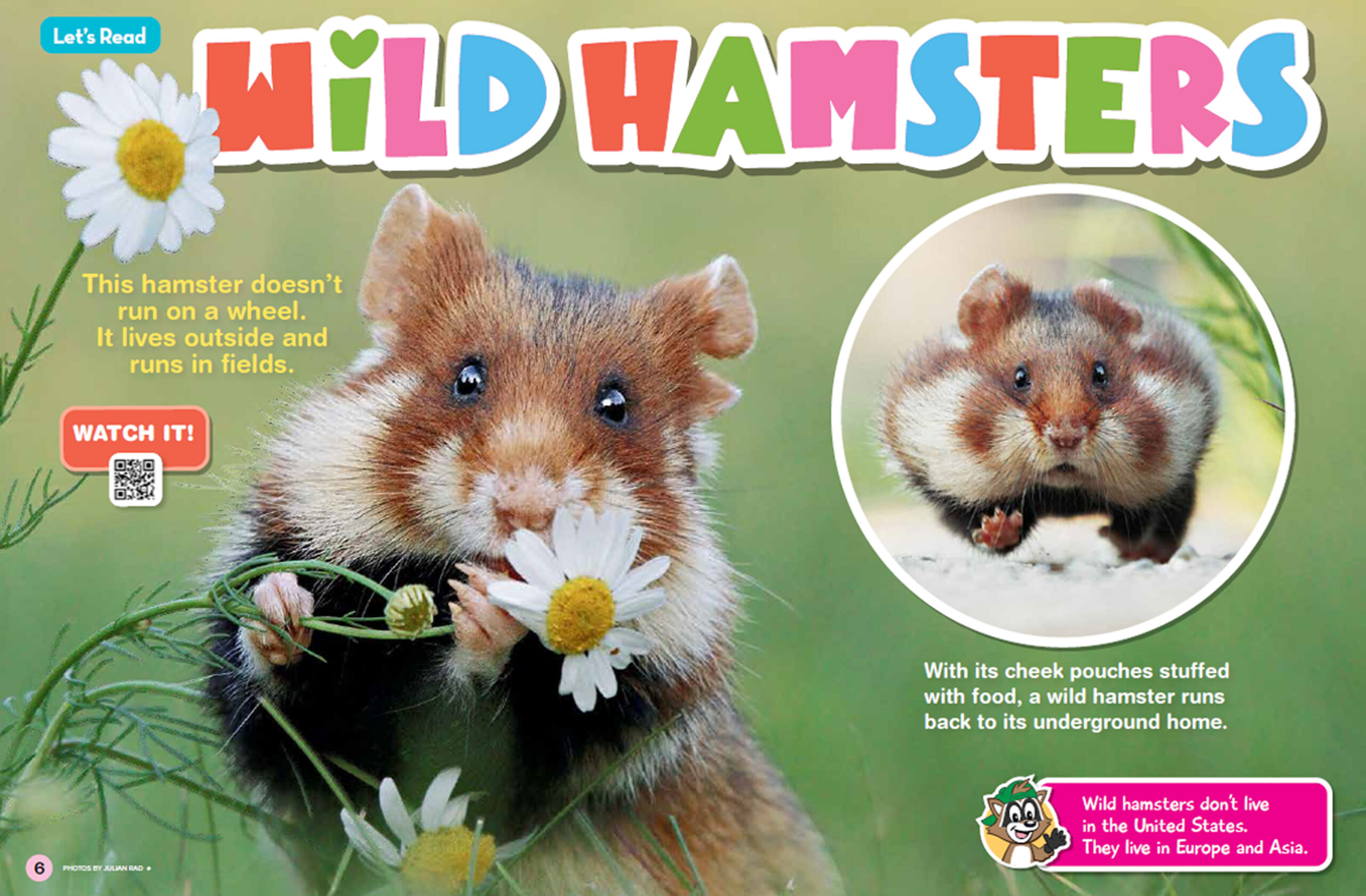 10 Surprising Facts About Hamsters