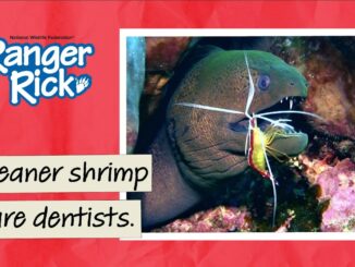 cleaner shrimp video