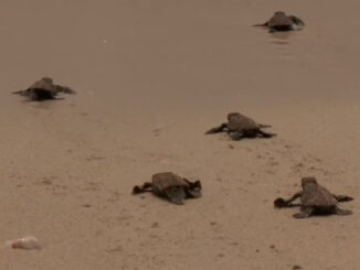 sea turtle hatchlings