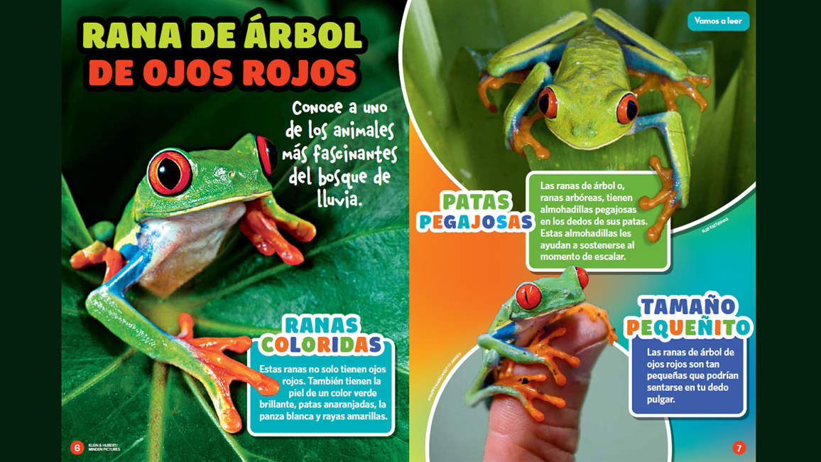 Red-eyed treefrogs - Spanish story