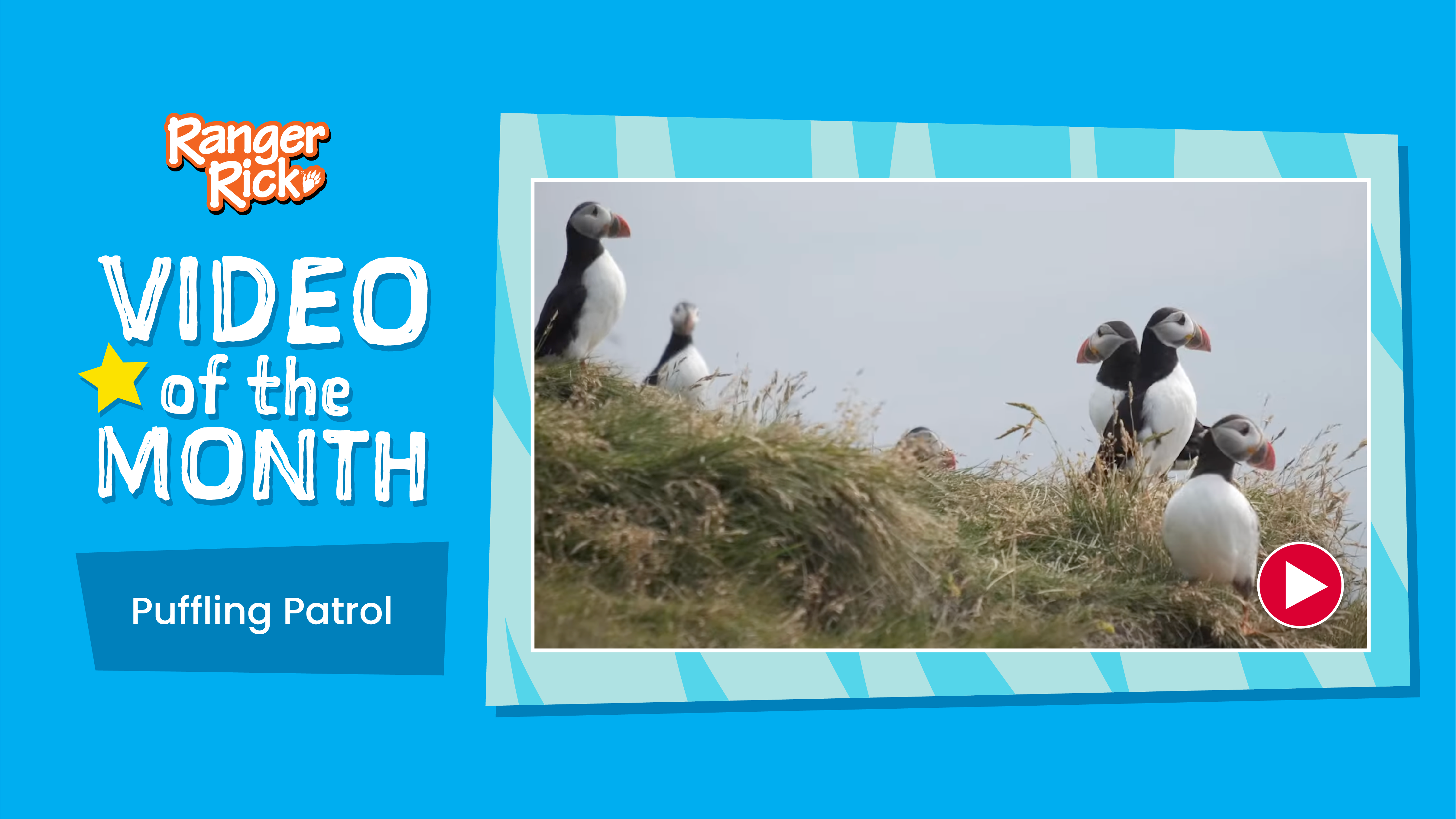 Video of the Month: Puffling Patrol