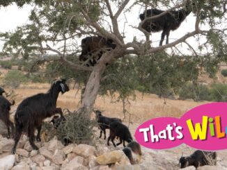 goats climb trees
