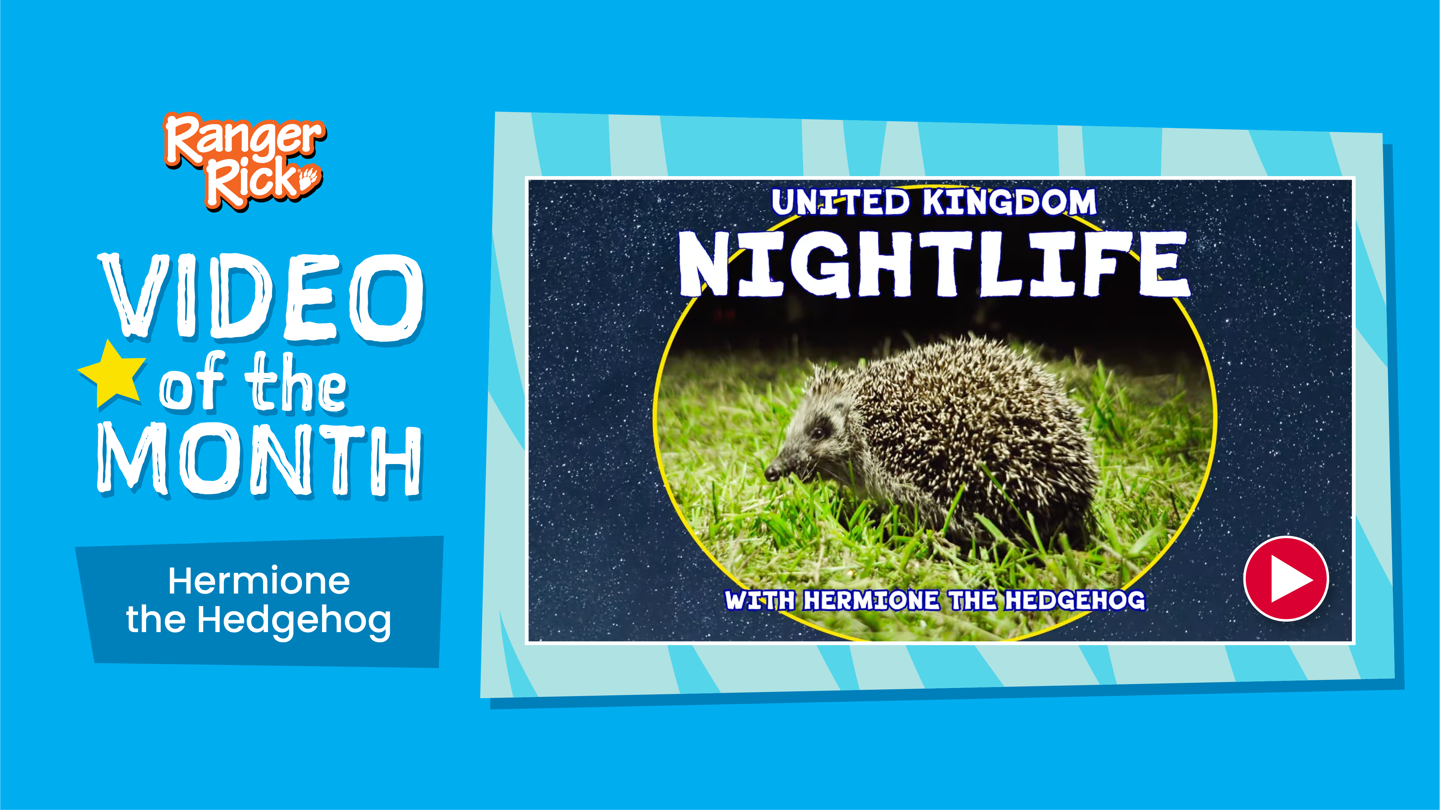 Video of the Month: Hermione the Hedgehog
