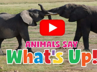 animal greetings video
