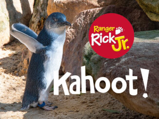 fairy penguins kahoot