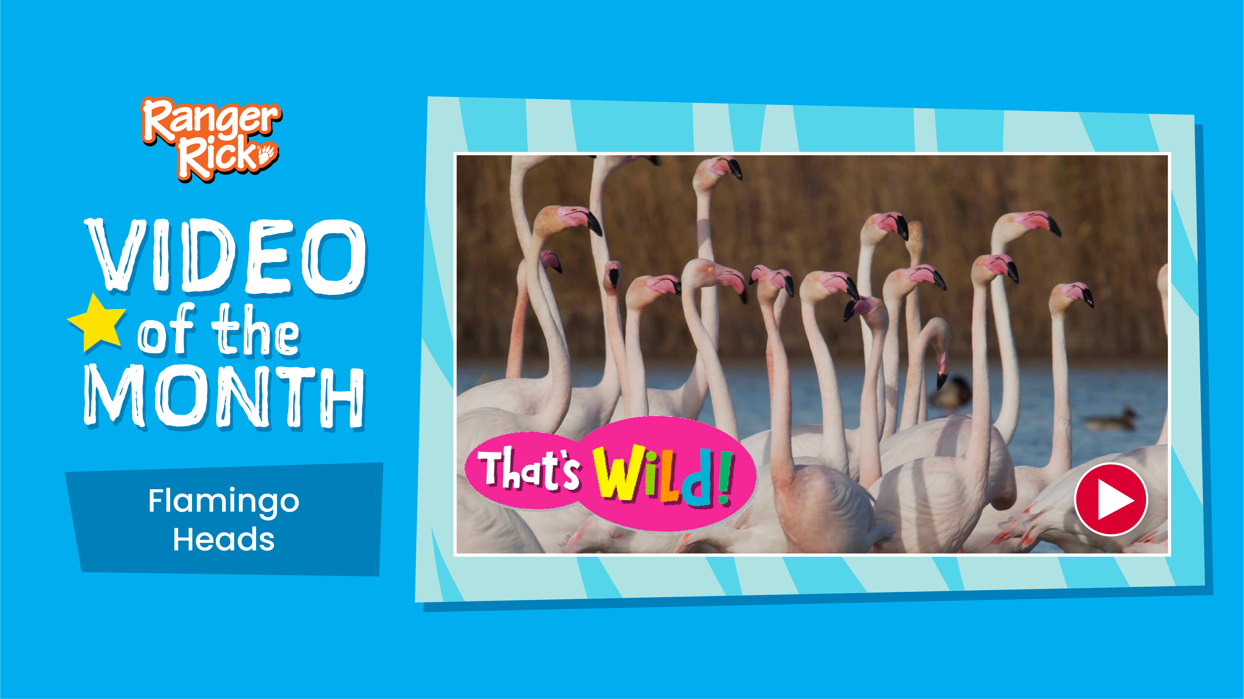 Video of the Month: Flamingo Heads