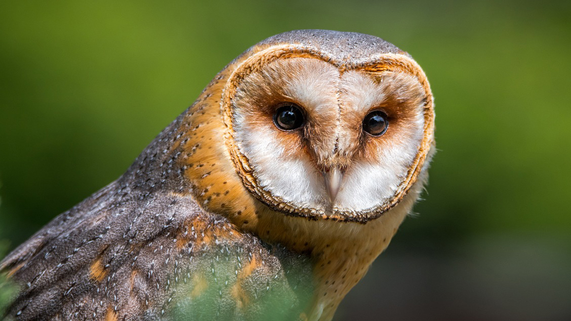 Go on an Owl Prowl