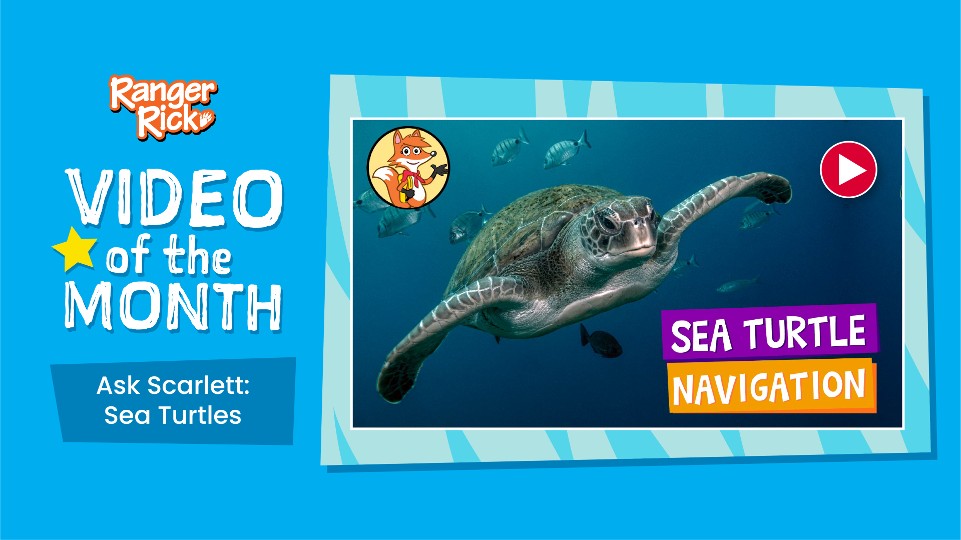 Video of the Month: Sea Turtle Navigation