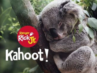 Kahoot koala