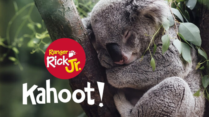Kahoot koala
