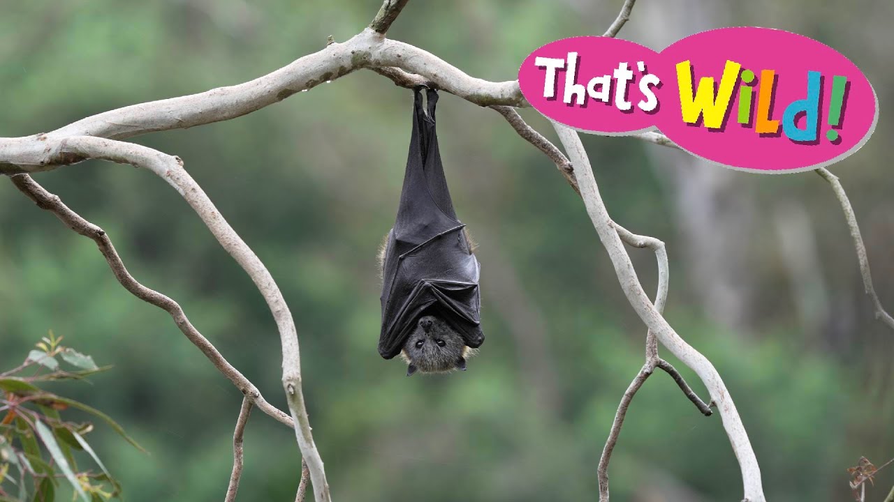 How Does a Bat Sleep? - NWF | Ranger Rick