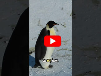 emperor penguin video