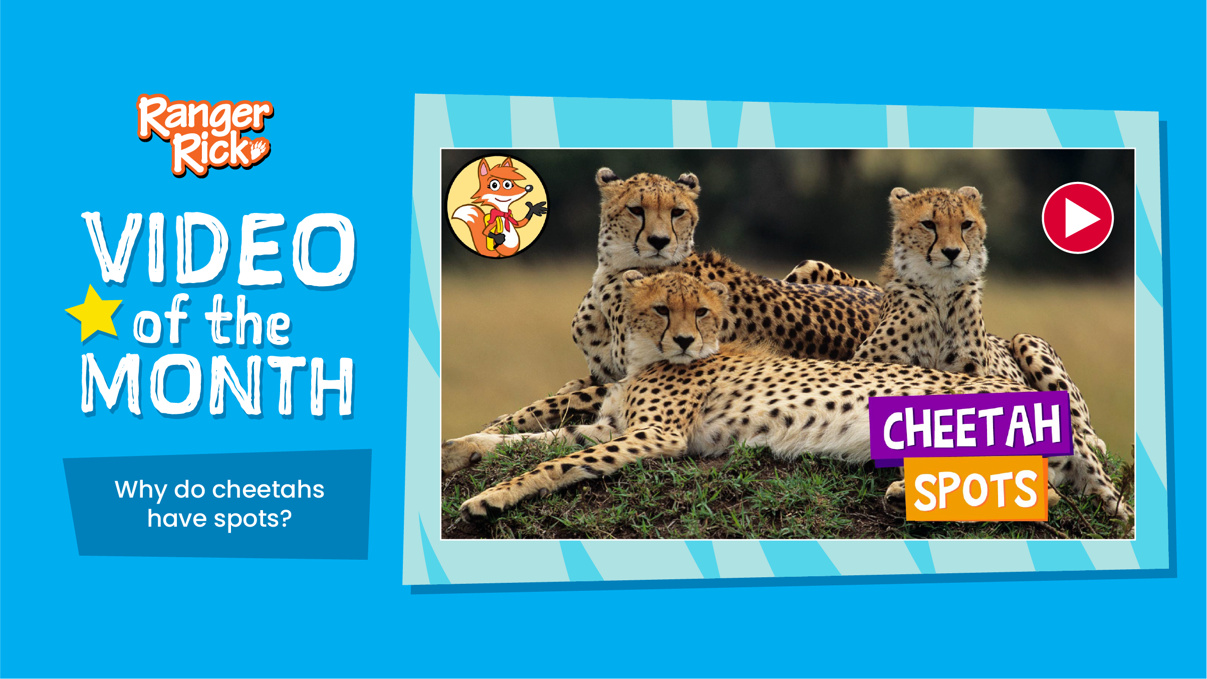 Video of the Month: Cheetah Spots