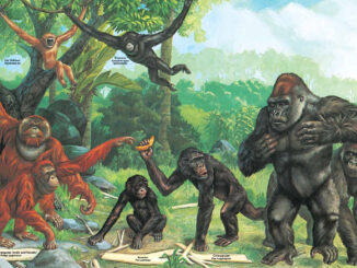 Zoobooks Apes