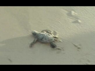 baby sea turtle crawling