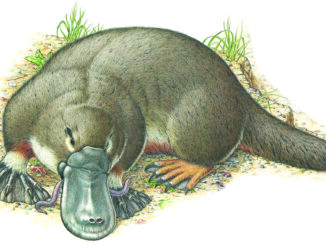 platypus illustration