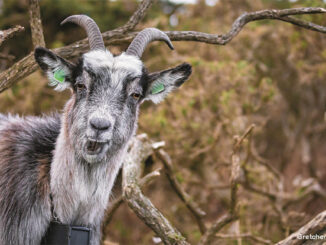 Old Irish Goat