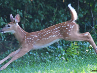 white tailed deer