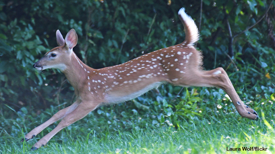 white tailed deer