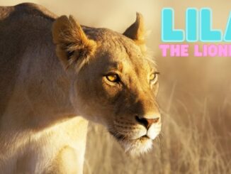 lioness video