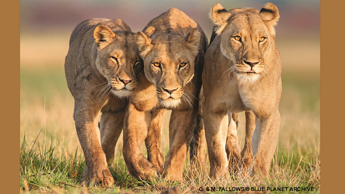 3 female lions