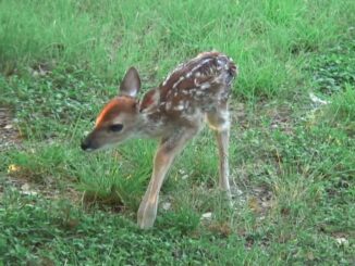 newborn fawn video