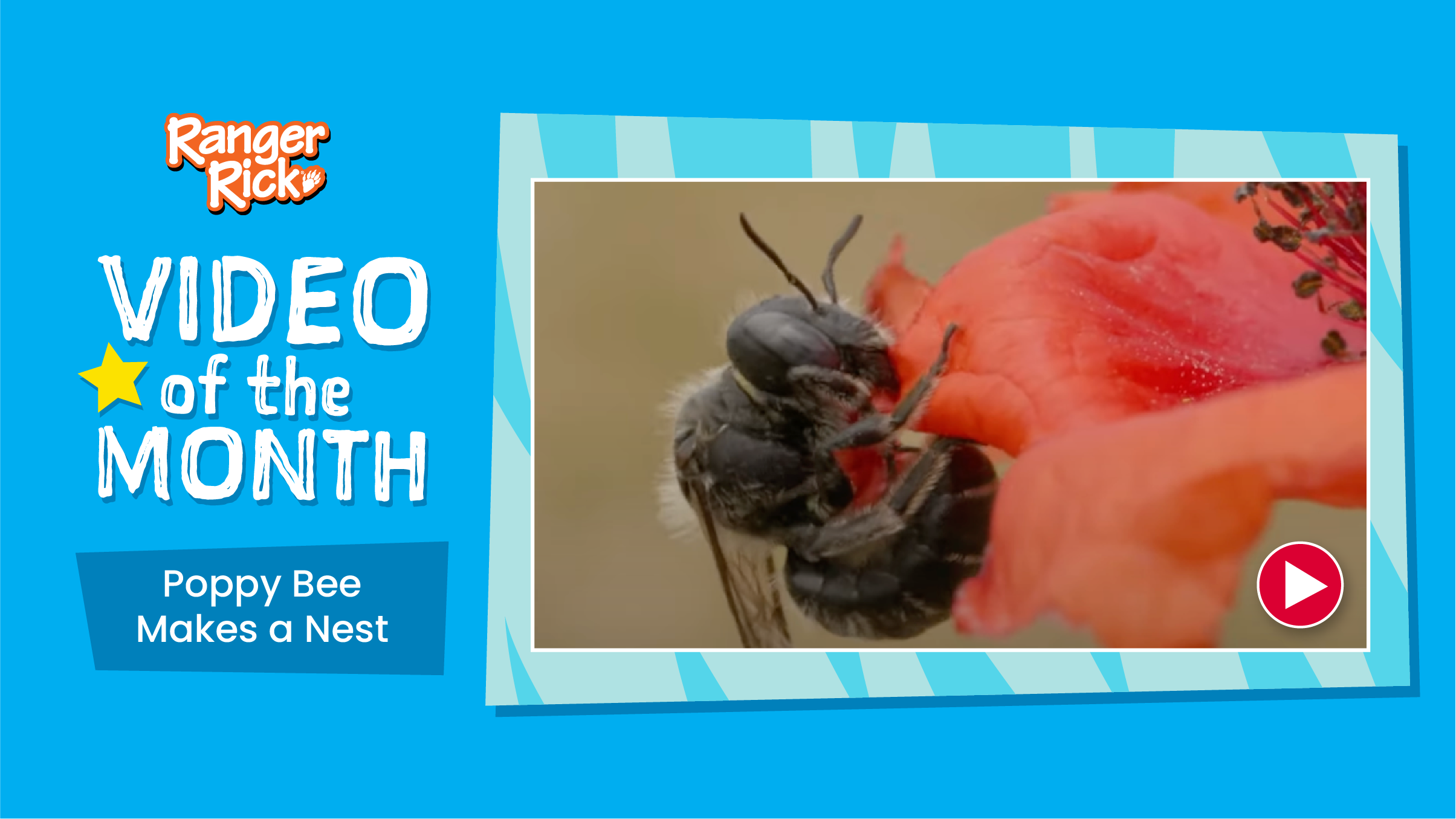 Video of the Month: Poppy Bee Makes a Nest