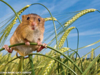 harvest mouse