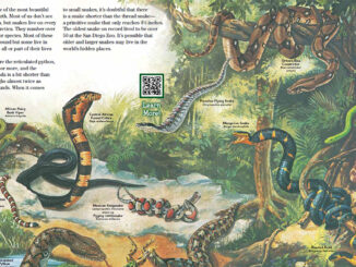 Zoobooks Snakes