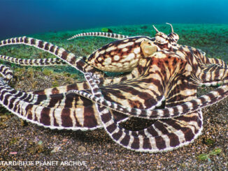 mimic octopus