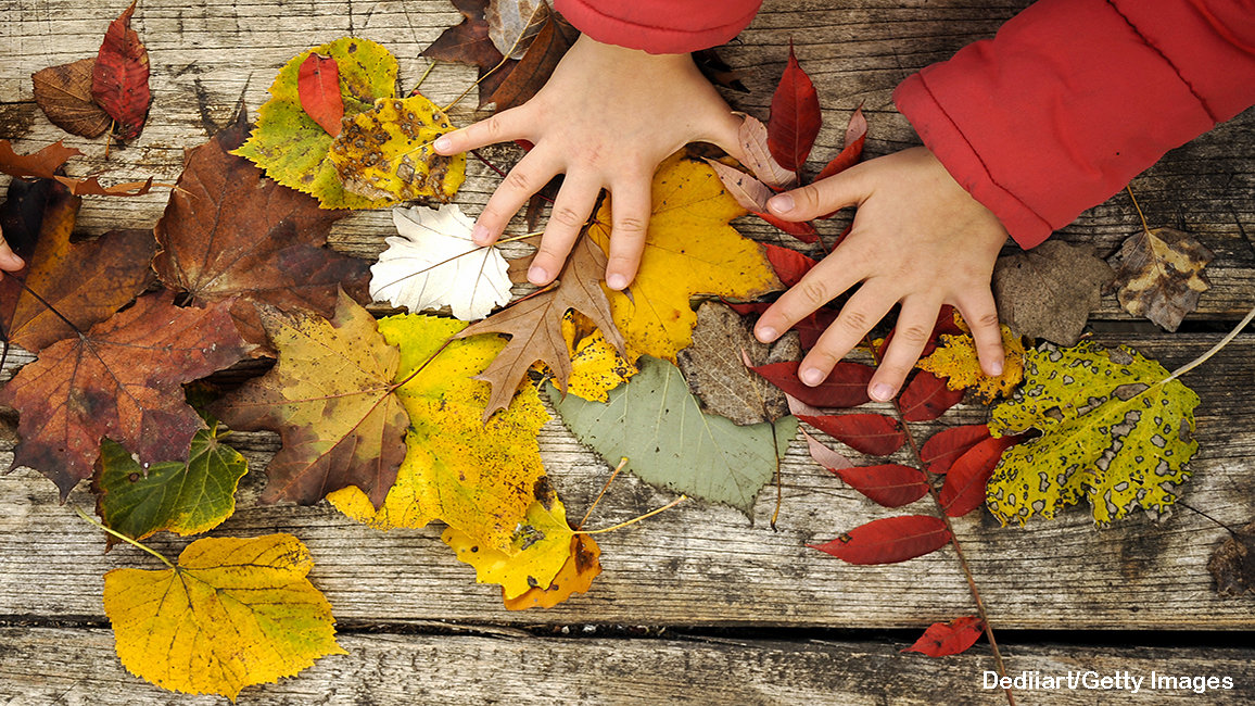 fall leaves by Getty Images