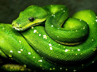 green snake coiled