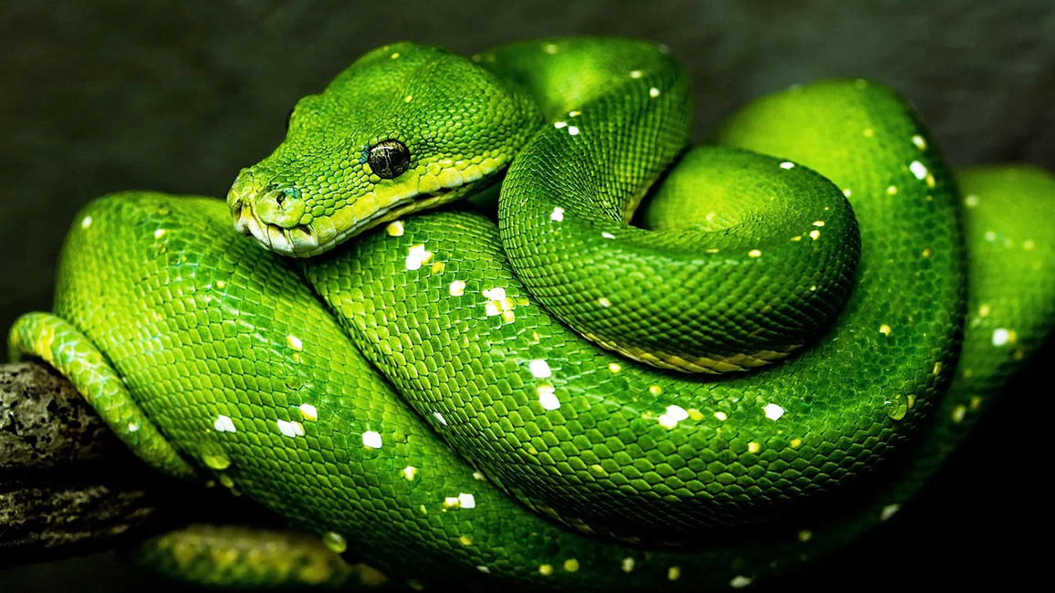 green snake coiled