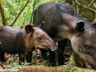 tapirs