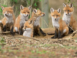 fox kits