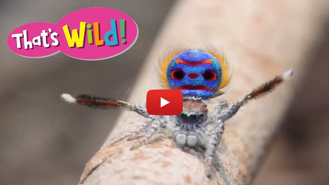 Video of the Month: Watch a Peacock Spider Dance