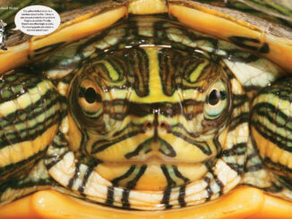 Zoobooks Turtles