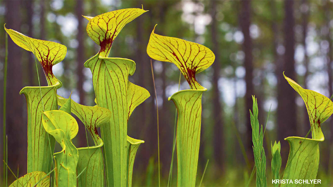 pitcher plants