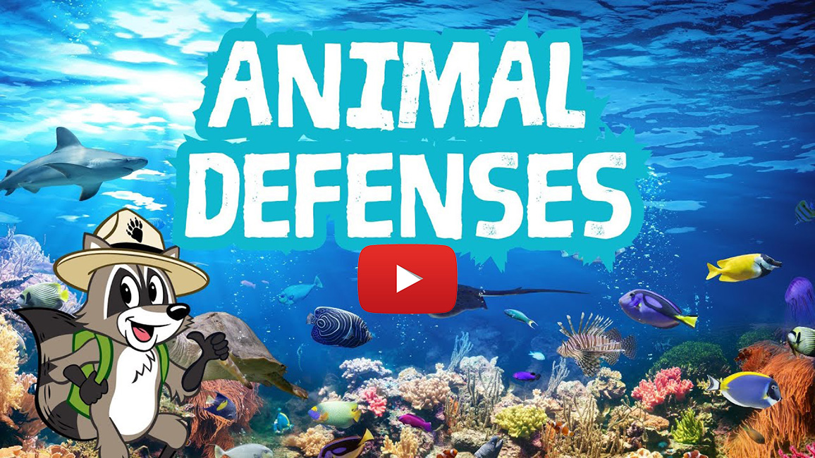 Video of the Month: How Do Underwater Animals Defend Themselves?